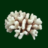 Steinkoralle, 16 x 14 x 8 cm, SPS (Stylophora), Korallen Nachbildung natur
