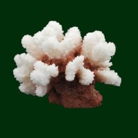 Steinkoralle, 10 x 10 x 8 cm, SPS (Stylophora), Korallen Nachbildung natur