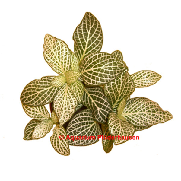 Fittonia - Mosaikpflanze