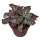 Fittonia - Mosaikpflanze