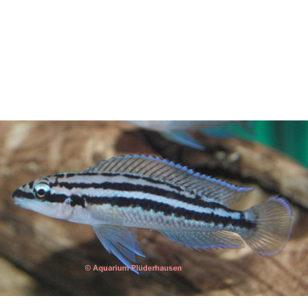 Dickfelds Schlankcichlide (Julidochromis dickfeldi)
