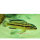 TA-Julidochromis regani kipili