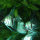 Peru-Altum Segelflosser (Pterophyllum peru altum)