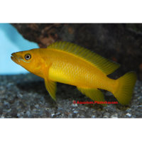 Tanganjika-Goldcichlide orange (Neolamprologus leleupi)