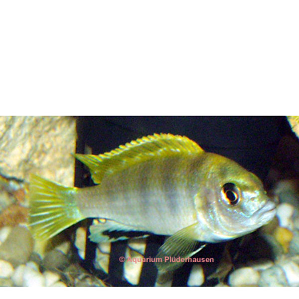 MA-Labidochromis sp. perlmutt klein