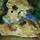 Eck-Lochgestein, ca. 17x17x17 cm, Naturstein beige