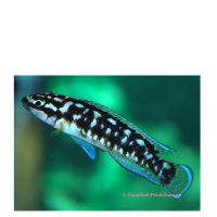 Schwarzweisser Schlankcichlide (Julidochromis transcriptus)