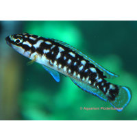 Schwarzweisser Schlankcichlide (Julidochromis transcriptus)